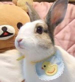 屬兔的幾月出生最好？