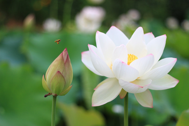 2025年什麼花能給屬虎人帶來好運？