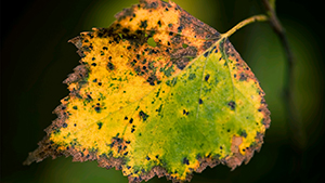 天蠍座男女交往秘籍_周公解夢