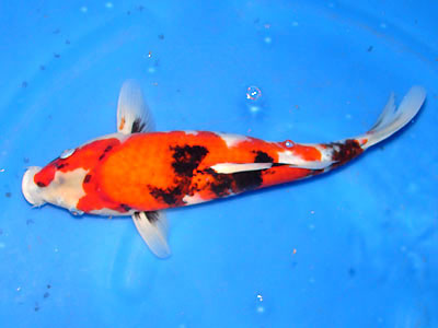 生肖猴最適合養哪種風水魚？