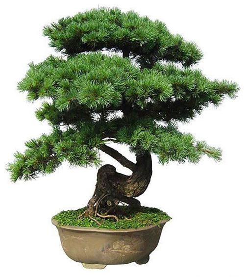 生肖猴最適合養的開運旺財植物