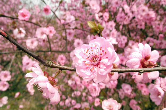 巨蟹座的桃花運是怎么沒的呢_周公解夢