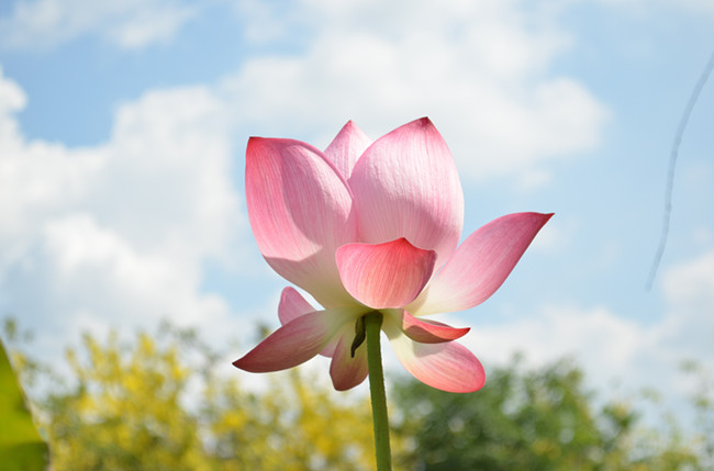 屬兔的人像哪種花？有什麼像花一樣的特質？