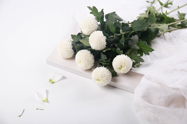 1531448466118049.jpg 十二生肖夏季脫單攻略!